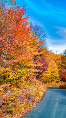 Poster - Travel landscape with road through the woods in fall. Autumn forest at sunset. Beautiful empty mountain roadway, trees with red and orange foliage