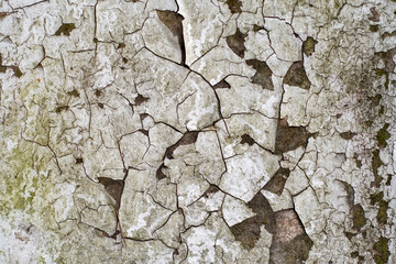 Wall Mural - Background with an old wall with heavily peeling paint. The paint is dry and cracked in large chunks.