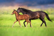 Foal with mare run