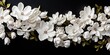 Magnolias flowers background banner panorama - Beautiful blooming white magnolia branch, isolated on black background, top view