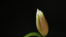Beautiful White Lily Flower Bud Blooming Timelapse, Extreme Close Up. Time Lapse Of Fresh Lilly Opening Closeup. Isolated On Black Background. Alpha Channel