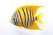 Image of an angelfish on white background. Fishs, Underwater Animals. Illustration, Generative AI.
