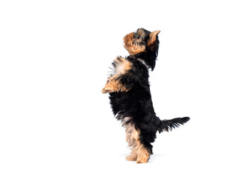 Wall Mural - puppy stands on his hind legs on a white background