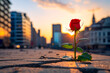 Beautiful red rose growing from a concrete crack on a city square