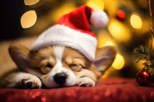 Cute Corgi Puppy Dog Wearing Santa Hat Sleeping Under The Christmas Tree. Bokeh Background
