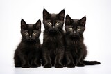 Fototapeta Pokój dzieciecy - Three black adorable kittens are sitting on a white background.