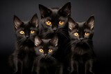 Fototapeta Koty - Beautiful black cats with yellow eyes and fluffy fur sit on a black background.
