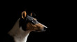 tricolor smooth collie dog profile head portrait on a black background in the studio