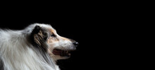 Old Tricolor Rough Collie Dog Profile Head Portrait On A Black Background In The Studio