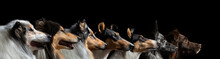 Seven Dogs Group Profile Head Portrait On A Black Background In The Studio
