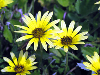 Poster - Flowers of the invasive cap weed plant (Arctotheca calendula), native to South Africa