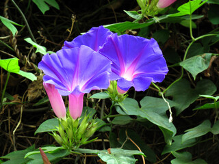 Wall Mural - The invasive plant blue morning glory (Ipomoea indica) in flower. It is native to tropical regions of America.