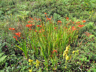 Wall Mural - Flowers of the invasive plant Crocosmia × crocosmiiflora, a hybrid created in France that invades alder trees and riverside forest