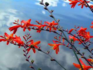 Sticker - Flowers of the invasive plant Crocosmia × crocosmiiflora, a hybrid created in France that invades alder trees and riverside forest