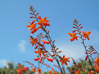 Sticker - Flowers of the invasive plant Crocosmia × crocosmiiflora, a hybrid created in France that invades alder trees and riverside forest