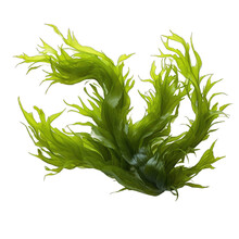 Laminaria (kelp) Seaweed Isolated On Transparent Background
