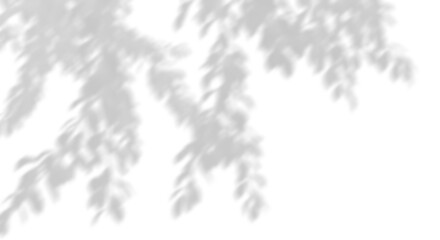 Aufkleber - Shadow tree branches leaves moving flow on transparent backgrounds 3d render png