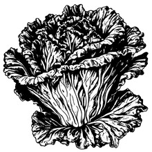 Sketch Cabbage Lettuce Isolated On White, Drawn By Hand