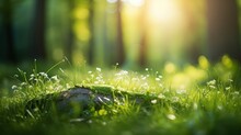 Picturesque Photo Of A Field Or Meadow: Summer Beautiful Spring Perfect Natural Landscape Background, Defocused Blurred Green Trees In Forest With Wild Grass And Sun Beams