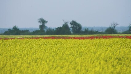 Wall Mural - Yellow fields of rapeseed colza (Brassica napus var. oleifera), canola flowers on southern plains, former steppe