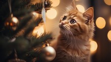 Home Cat Looking To Christmas Tree Bauble Ornaments Adorned With Twinkling Lights. Warm, Cosy, And Comfortable Vibe, Capturing The Essence Of A Peaceful Holiday Season Spent Indoors.