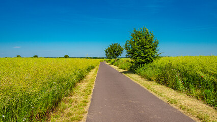 Wall Mural - Panoramic over beautiful grass field farm landscape with a cycling lane on a sunny day and blue sky at sunset colors in Germany.