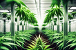 Konzept Cannabis Farm mit Feld als Hintergrund