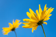 Two Yellow Sunroot, Topinambur Or Wild Sunflowers (Helianthus Tuberosus). Macro Close Up Of Tall Flowers Isolated On Blue Sky. Colorful Pair Of Autumn Bloomers From Frog Perspective In Sunlight.