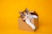 Funny Kitten In A Cardboard Box, Isolated On A Colored Yellow Background With A Place For Text. Cute Kitten Cat Looks Out With Paws From A Food Delivery Box. A Cat Joke In A Gift Box, 