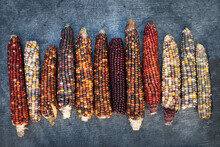 Several Ripe And Colorful Corn Cobs Lie Next To Each Other Against A Gray Background. The Corn Cobs Have Different Colors.