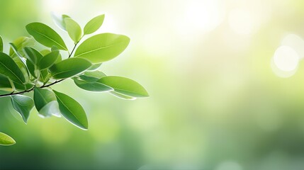 Leinwandbilder - Beautiful nature view of green leaf on blurred greenery background in garden and sunlight with copy space using as background natural green plants landscape, ecology, fresh wallpaper concept.