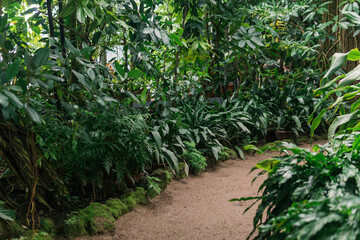 Wall Mural - interior of a large greenhouse with tropical plants