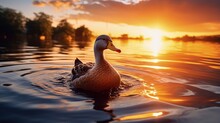 The Silhouette Of Duck In A Water At The Sunset. High Quality Photo
