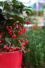 Ardisia Flower With Red Berries In A Red Pot