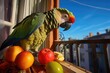 a parrot nibbling on a fruit while sitting on a balcony railing in the morning