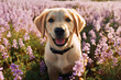 Active, smile and happy purebred labrador retriever dog outdoors in grass park.