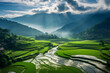 views of vast expanses of rice fields