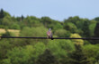 A pigeon sitting on power line