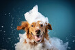 Smiling wet puppy dog taking bath with soap bubble foam on head , Just washed cute dog on blue background, goods for treatment for domestic pets, grooming salon