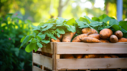 Wall Mural - many fresh Sweet potato in wooden boxes. Farmers market. Organic tasty juicy food full of vitamins and antioxidants. Summer composition with green trees on the background and copy space.