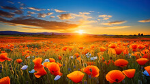 Beautiful Sunset Over The Meadow With Poppies And Blue Cornflowers