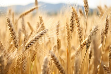 Wall Mural - close-up of textured wheat stalks in a field