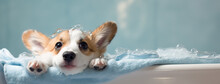 Banner Smiling Puppy Little Corgi Dog After Bath Soap Bubble Foam Wrapped In White Towel, Just Washed Cute Dog At Home, Copyspace.