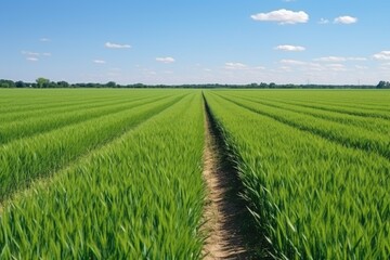 Sticker - rows of wheat on a sunny day in a field