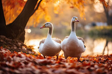 Two Geese In The Lake, Autumn Landscape 