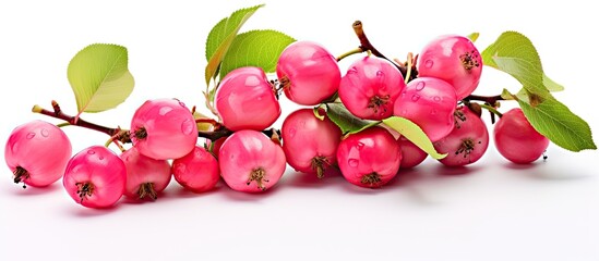 Various types of crabapple trees including pink Chinese apples can be found on the green branches of Malus prunifolia With copyspace for text