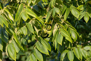 Canvas Print - The  White walnut (Juglans cinerea), commonly known as butternut , is a species of walnut native to the eastern United States and southeast Canada.