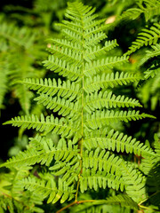 green fern background