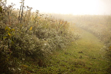 Wall Mural - field of flowers