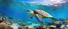Underwater Photographs Of Swimming Sea Turtles In A Vivid Shallow Blue Tropical Ocean Capturing The Aquatic Life And Scenic Seascape With Copyspace For Text